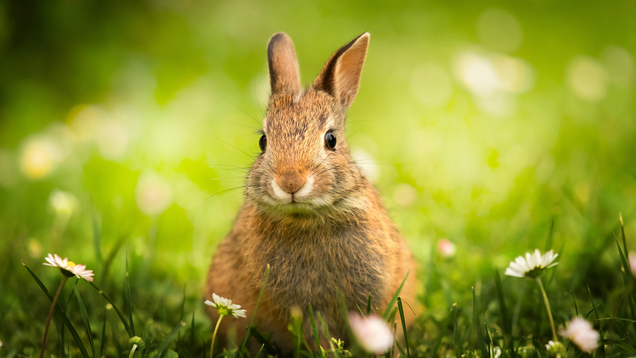 Illustration for article titled 4 Bunnies We Must Pet And 2 Bunnies We Must Eat